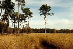 De Malpie